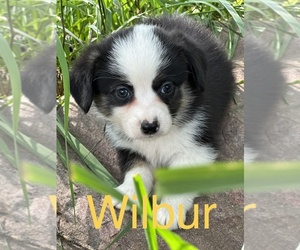 Pembroke Welsh Corgi Puppy for sale in SIOUX CENTER, IA, USA