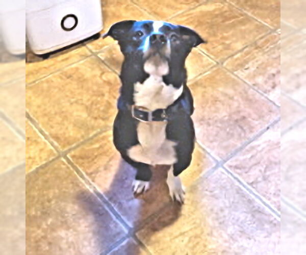 Medium Photo #2 Mutt Puppy For Sale in Rutherfordton, NC, USA