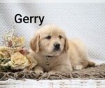 Litter of 4 - Male Golden RetrieverLitter of Puppies for Sale - Photo #19