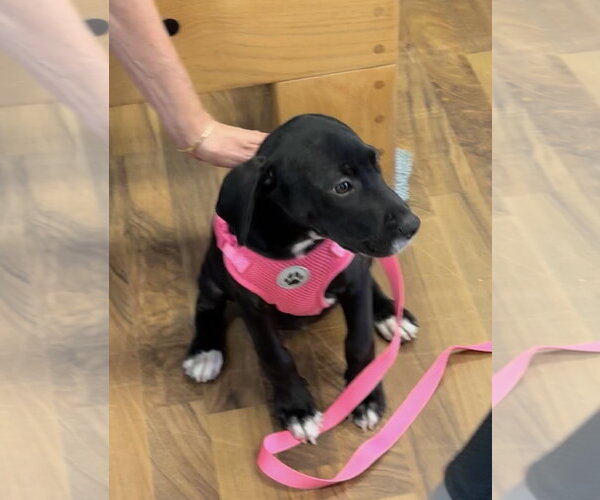 Medium Photo #3 Labrador Retriever-Unknown Mix Puppy For Sale in Fort Worth, TX, USA