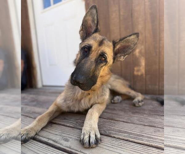 Medium Photo #3 German Shepherd Dog-Unknown Mix Puppy For Sale in Incline Village, NV, USA
