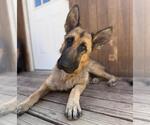 Small #2 German Shepherd Dog Mix