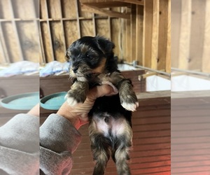 Morkie Puppy for sale in WHITE OAK, GA, USA