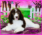 Small Labradoodle