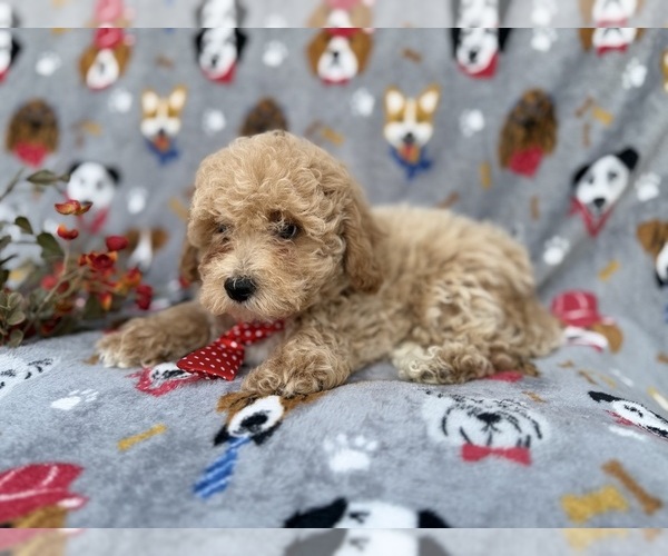 Medium Photo #7 Bichpoo Puppy For Sale in LAKELAND, FL, USA