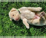 Small Photo #5 Labrador Retriever Puppy For Sale in MC COOK, NE, USA