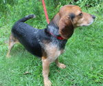 Small #10 Beagle