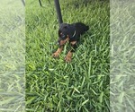 Small #2 Doberman Pinscher