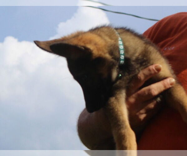 Medium Photo #2 German Shepherd Dog Puppy For Sale in Holly Hill, SC, USA