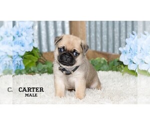 Pug Puppy for Sale in CLARE, Michigan USA