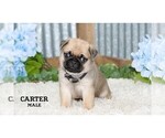 Small Pug