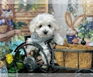 Maltipoo Puppy for sale in CASSVILLE, MO, USA