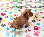 Small #6 Cock-A-Poo-Poodle (Miniature) Mix