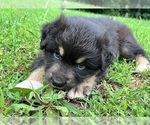 Puppy Robin Australian Shepherd