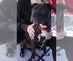 Small #1 American Pit Bull Terrier-American Staffordshire Terrier Mix