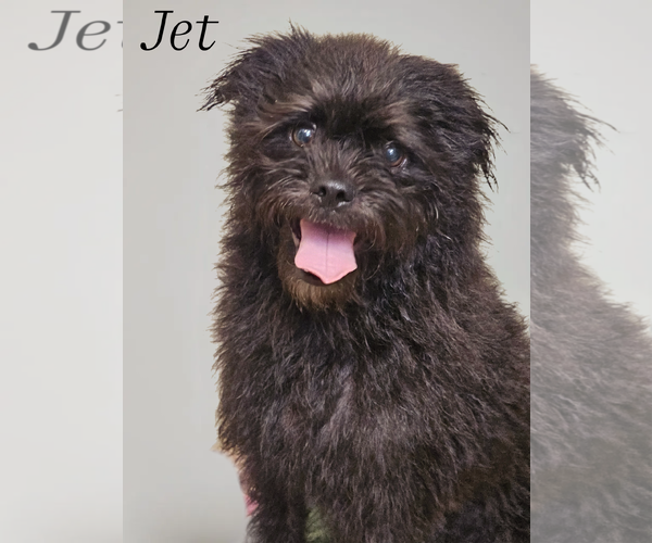Medium Photo #5 Pugairn Puppy For Sale in Phelan, CA, USA