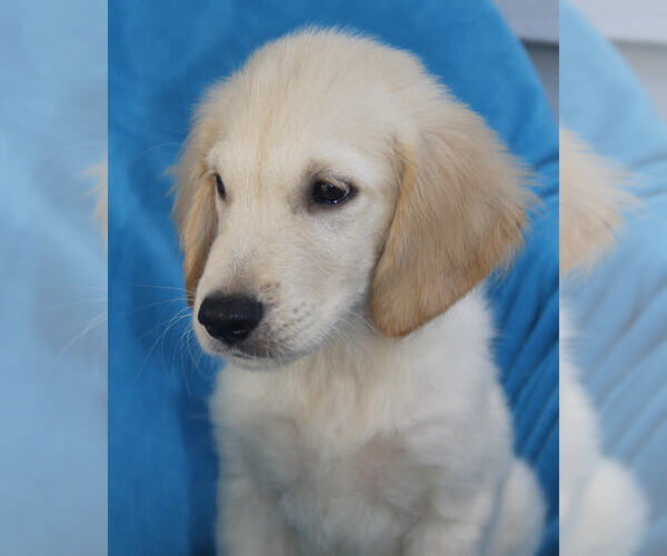 Medium Photo #3 Golden Retriever Puppy For Sale in STATEN ISLAND, NY, USA