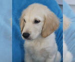 Small Photo #3 Golden Retriever Puppy For Sale in STATEN ISLAND, NY, USA
