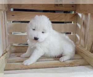 Samoyed Puppy for sale in WITHEE, WI, USA