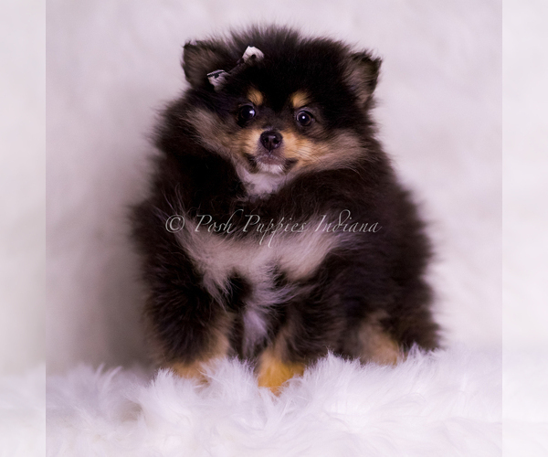 Medium Photo #3 Pomeranian Puppy For Sale in WARSAW, IN, USA