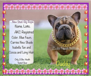 Father of the French Bulldog puppies born on 11/05/2025