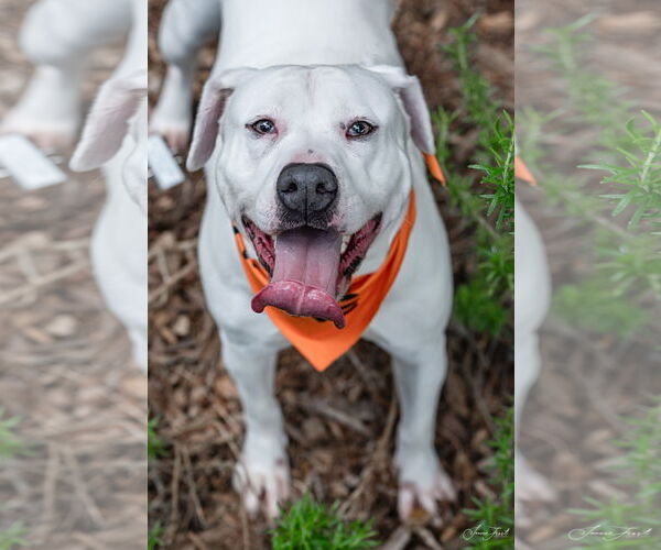 Medium Photo #6 American Staffordshire Terrier-Unknown Mix Puppy For Sale in Holly Springs, NC, USA