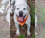 Small #5 American Staffordshire Terrier Mix