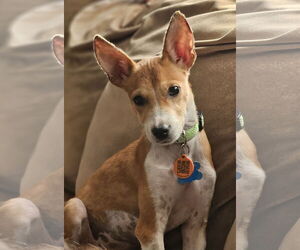 Medium Whippet Mix