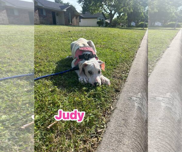 Medium Photo #3 Argentinian Mastiff-Border Collie Mix Puppy For Sale in Rowlett, TX, USA