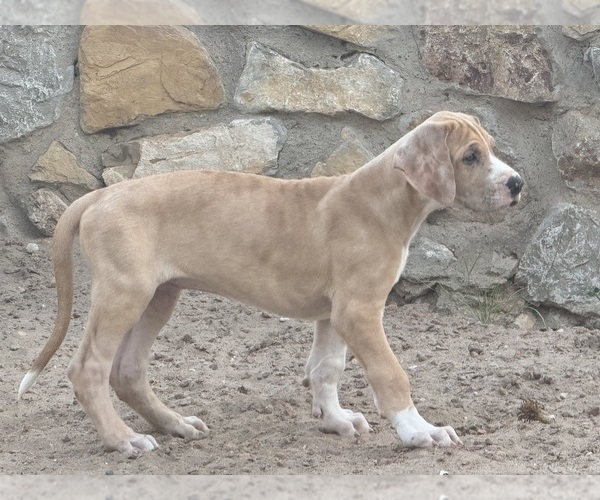 Medium Photo #4 Great Dane Puppy For Sale in LAS CRUCES, NM, USA