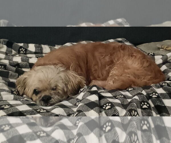 Medium Photo #1 Shih Tzu Puppy For Sale in oakland, FL, USA