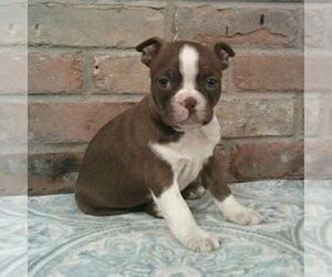 Boston Terrier Puppy for sale in HOT SPRINGS, SD, USA