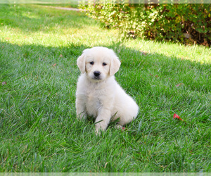 Golden Retriever Puppy for sale in SYRACUSE, IN, USA