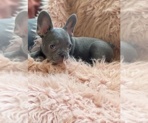 French Bulldog Puppy for sale in SANTA MONICA, CA, USA