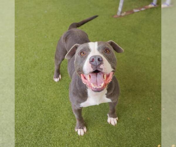 Medium Photo #1 American Staffordshire Terrier-Unknown Mix Puppy For Sale in Waco, TX, USA