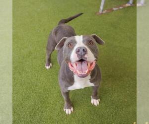 American Staffordshire Terrier-Unknown Mix Dogs for adoption in Waco, TX, USA