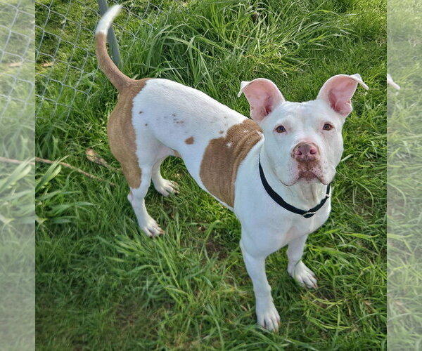 Medium Photo #7 American Staffordshire Terrier-Boxer Mix Puppy For Sale in Huntley, IL, USA