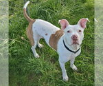 Small #6 American Staffordshire Terrier-Boxer Mix