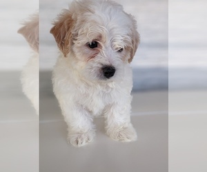 Bichpoo Puppy for sale in WASHINGTON, DC, USA