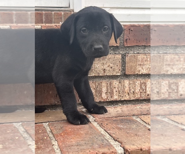 Medium Photo #4 Labrador Retriever Puppy For Sale in PETERSBURG, TN, USA