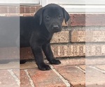 Small #3 Labrador Retriever