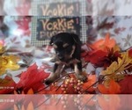 Small #7 Yorkshire Terrier
