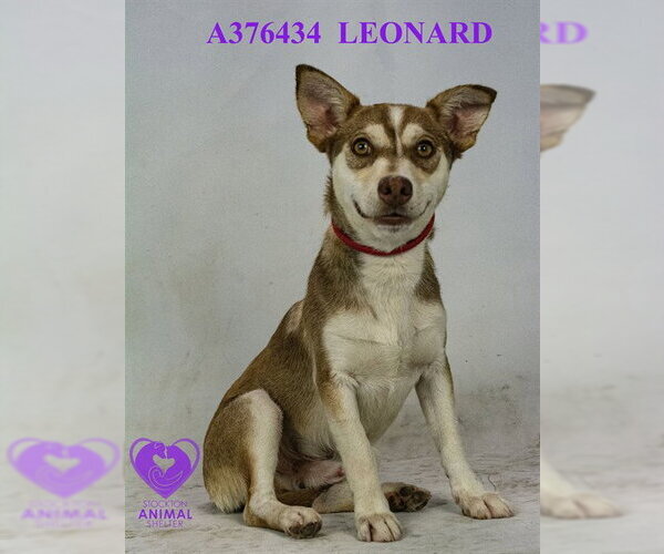 Medium Photo #1 Alaskan Klee Kai-Unknown Mix Puppy For Sale in Stockton, CA, USA