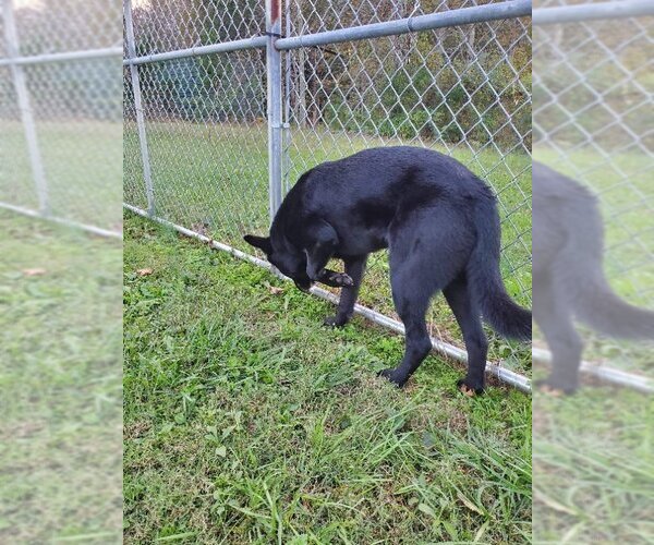 Medium Photo #2 German Shepherd Dog-Huskies  Mix Puppy For Sale in Winston Salem, NC, USA