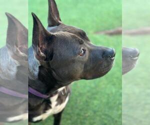 Kayle - Female Mutt Dog for Adoption - Photo #16