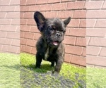 Small Photo #44 French Bulldog Puppy For Sale in DENVER, CO, USA