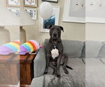 Small American Pit Bull Terrier Mix