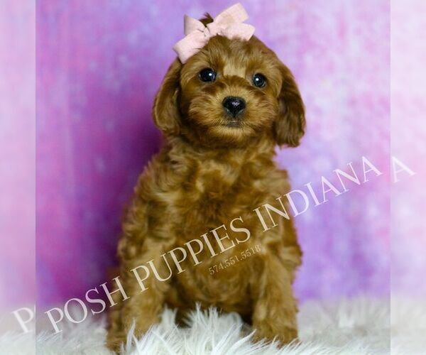 Medium Photo #15 Cavapoo (Miniature) Puppy For Sale in WARSAW, IN, USA