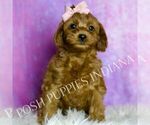 Small Photo #15 Cavapoo (Miniature) Puppy For Sale in WARSAW, IN, USA