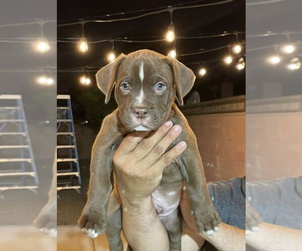 Medium Photo #6 American Bully Puppy For Sale in POMONA, CA, USA